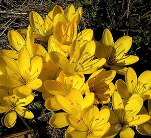 Bulbi di Stembergia Lutea (zafferanastro)
