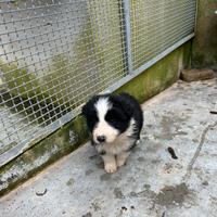 Border collie con pedigree