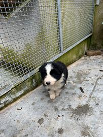Border collie con pedigree