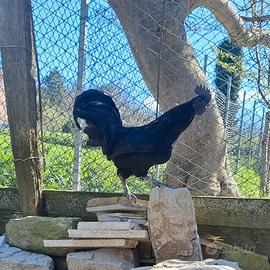 Galli Cemani