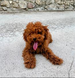Ultimo cucciolo di barboncino Toy