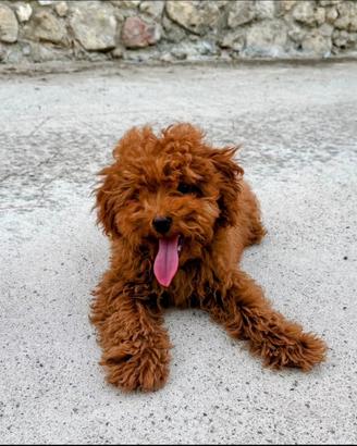 Ultimo cucciolo di barboncino Toy