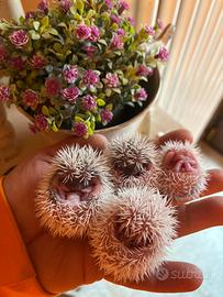 Cuccioli ricci africani