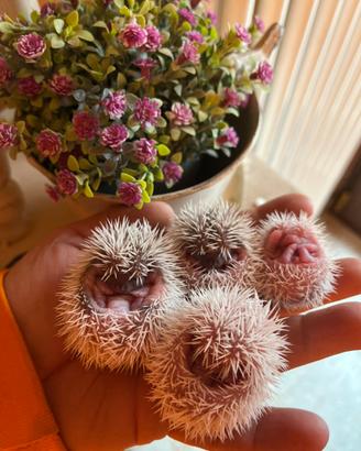 Cuccioli ricci africani