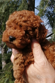 Barboncine Toy pedigree ENCI