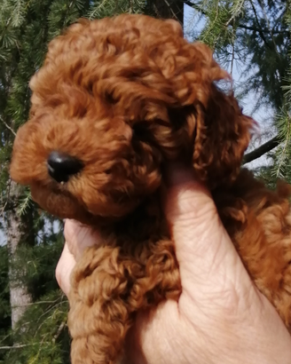 Barboncine Toy pedigree ENCI