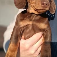 Cucciola Bassotto Tedesco pelo corto