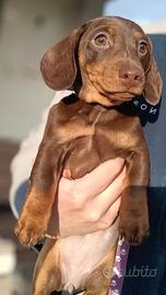 Cucciola Bassotto Tedesco pelo corto