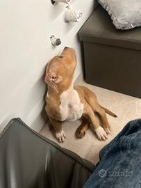 Cucciolo di pitbull