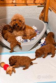 Cuccioli di barboncino Red
