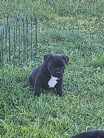 Cuccioli staffordshire bull terrier