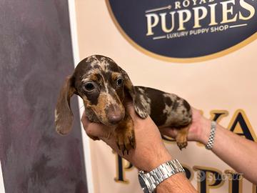 Cuccioli bassotto kaninchen e nano promo
