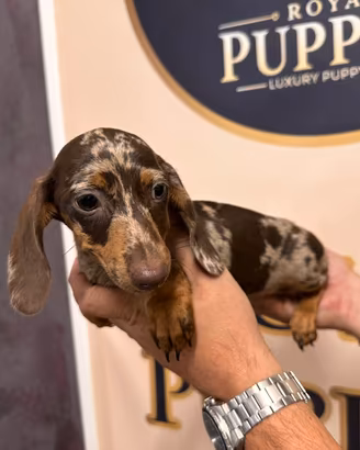 Cuccioli bassotto kaninchen e nano promo