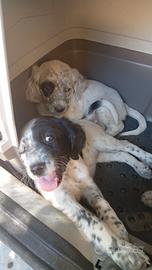 Setter inglese