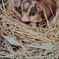 Petauro dello zucchero