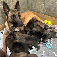 Pastore belga Malinois