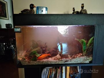 Acquario da 90 litri
