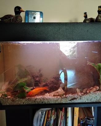 Acquario da 90 litri