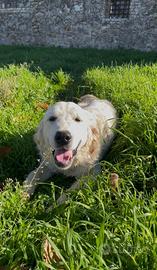 Cucciolona di Golden Retriever