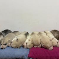 Cucciolo di Siberian Husky con Pedigree