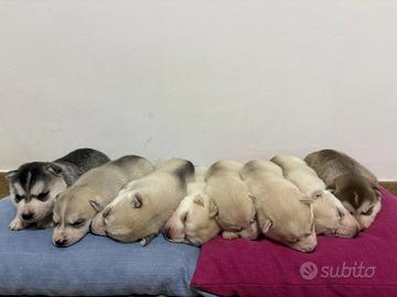 Cucciolo di Siberian Husky con Pedigree