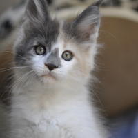 Cuccioli di Maine coon