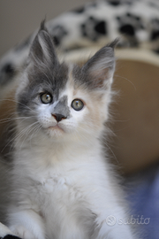 Cuccioli di Maine coon