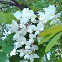 Acacia Robinia PIANTE