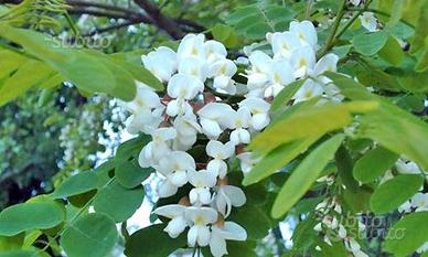 Acacia Robinia PIANTE