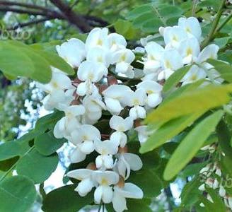 Acacia Robinia PIANTE
