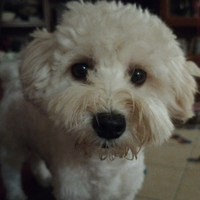 Maltipoo