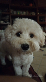 Maltipoo
