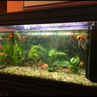 acquario 125 litri