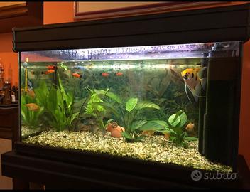 acquario 125 litri