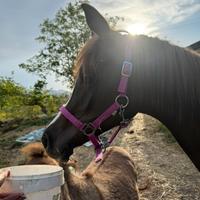 Puledra purosangue araba