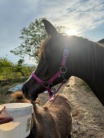 Puledra purosangue araba