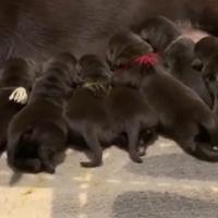 Cuccioli di Labrador cioccolato