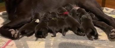 Cuccioli di Labrador cioccolato