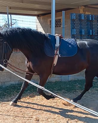 Cavalla Murgese