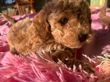 Maltipoo cuccioli maschietti