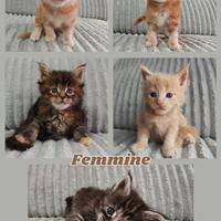 Maine Coon Cuccioli gatti XL