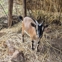 Caprette tibetane