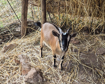 Caprette tibetane