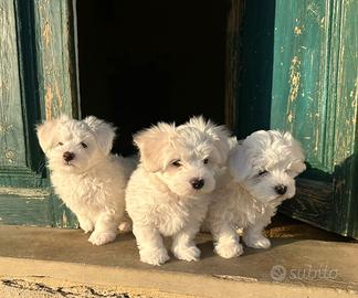Cuccioli maltesi