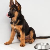 Cucciola di Pastore Tedesco 5 mesi