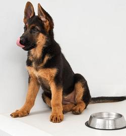 Cucciola di Pastore Tedesco 5 mesi