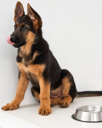 Cucciola di Pastore Tedesco 5 mesi