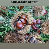 marroni fiorentini  non trattati