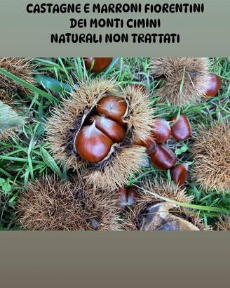 marroni fiorentini  non trattati