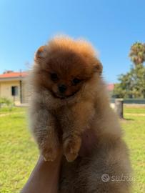 Volpino di Pomerania / Spitz tedesco nano